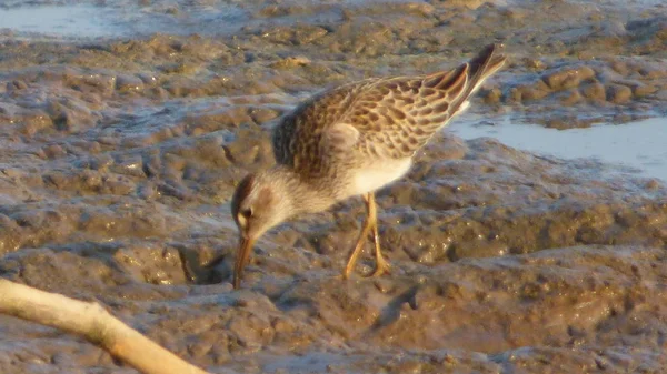 Sandpiper Bolivya, Güney Amerika.