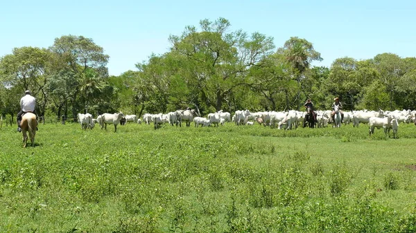Estancia işaretleme. Bolivya, Güney Amerika.