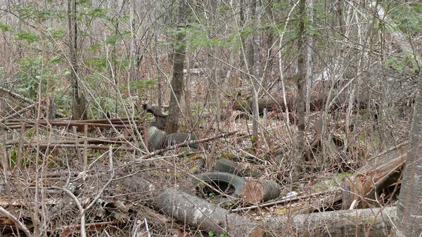 Bush imha Quebec. Kanada, Kuzey Amerika.