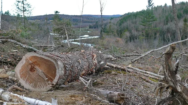 Bush zniszczenia w Quebec. Kanada, Ameryka Północna. — Zdjęcie stockowe