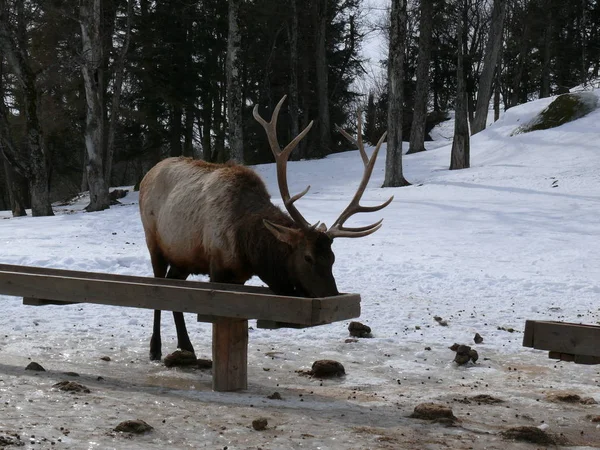 Geyik Quebec. Kanada, Kuzey Amerika.