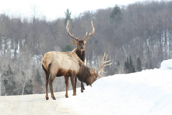 Geyik Quebec. Kanada, Kuzey Amerika.