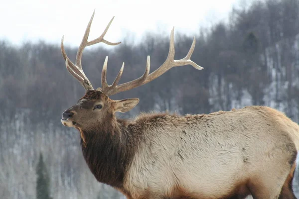 Geyik Quebec. Kanada, Kuzey Amerika.