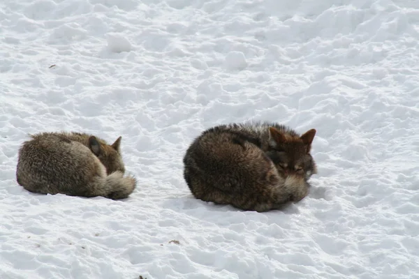 Loup au Québec. Canada, Amérique du Nord . — Photo