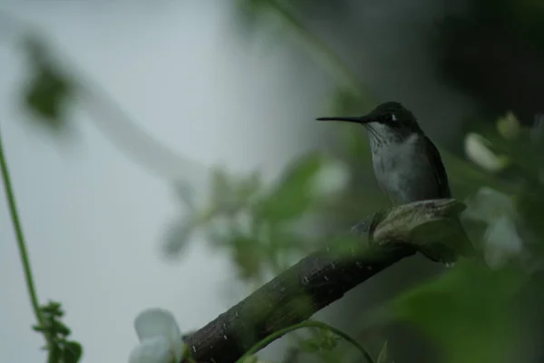 蜂鸟是在魁北克。加拿大，北美地区. — 图库照片