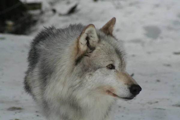 Wolf in Quebec. Canada, Noord-Amerika. — Stockfoto