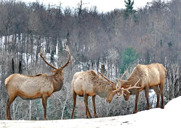 Geyik Quebec. Kanada, Kuzey Amerika.