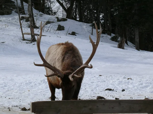 Geyik Quebec. Kanada, Kuzey Amerika.