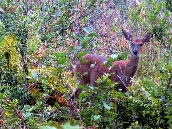 Cerfs au Québec. Canada, Amérique du Nord . — Photo