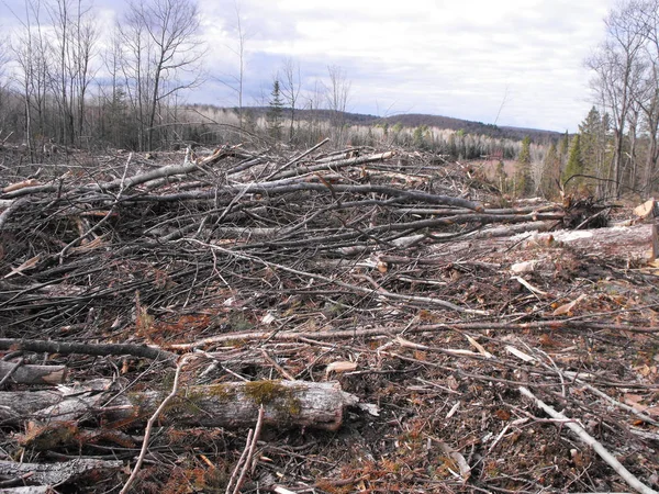 Destruição Bush em Quebec. Canadá, América do Norte . — Fotografia de Stock