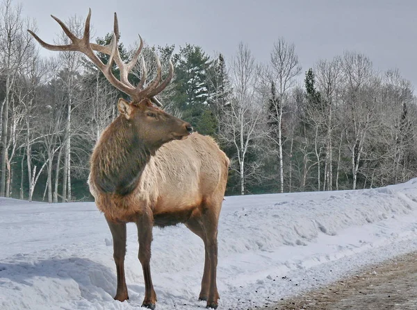 Geyik Quebec. Kanada, Kuzey Amerika.