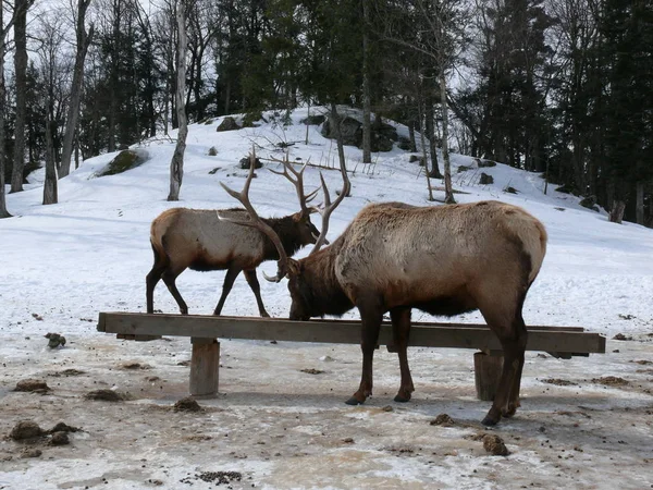 Geyik Quebec. Kanada, Kuzey Amerika.