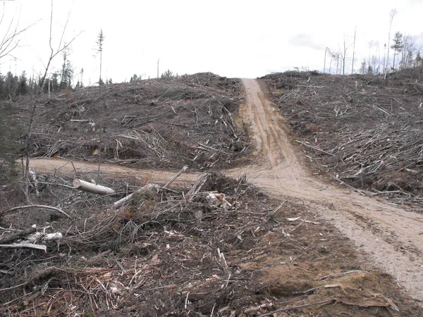 Bush zniszczenia w Quebec. Kanada, Ameryka Północna. — Zdjęcie stockowe