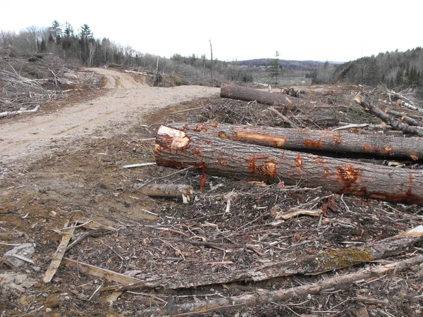 Bush zniszczenia w Quebec. Kanada, Ameryka Północna. — Zdjęcie stockowe