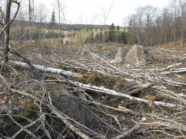 Bush imha Quebec. Kanada, Kuzey Amerika.