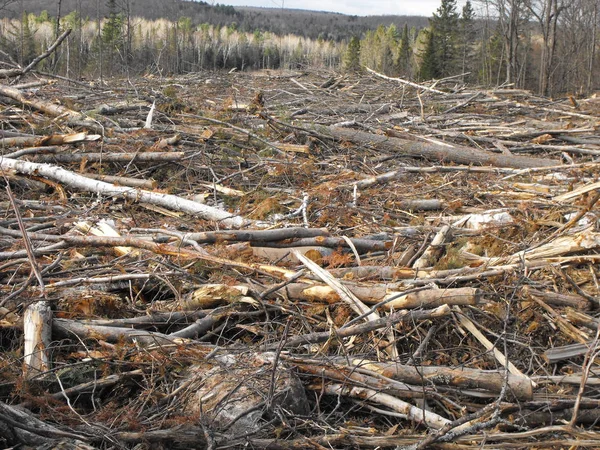Bush imha Quebec. Kanada, Kuzey Amerika.