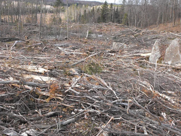 Bush imha Quebec. Kanada, Kuzey Amerika.
