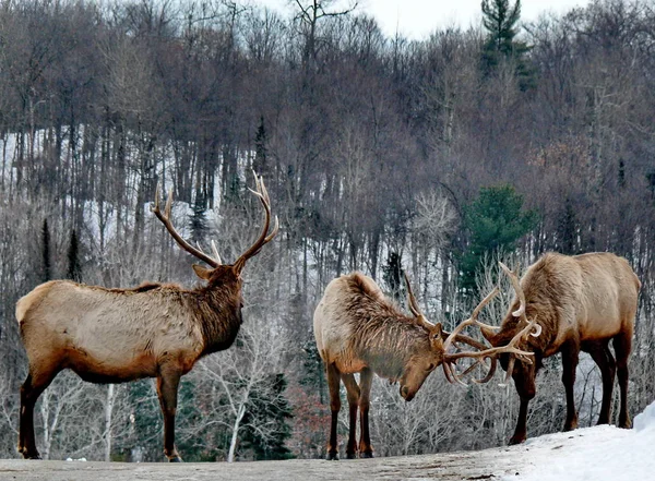Geyik Quebec. Kanada, Kuzey Amerika.