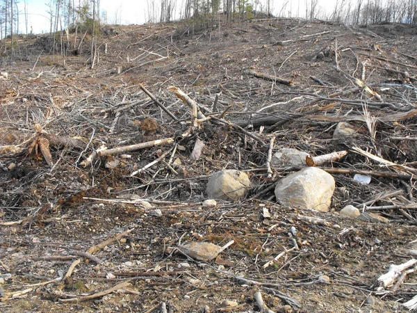 Destruction de Bush au Québec. Canada, Amérique du Nord . — Photo