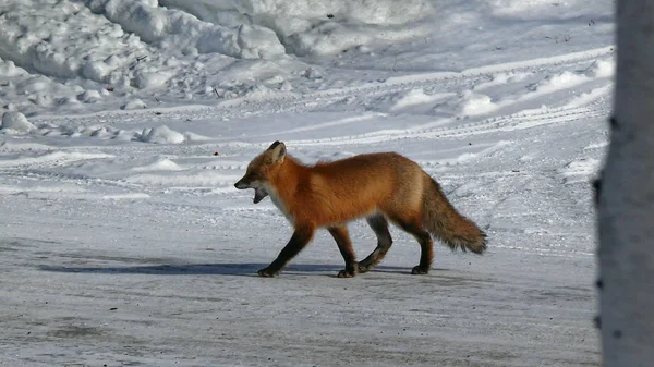 Fuchs in Quebec. Kanada, nordamerika. — Stockfoto