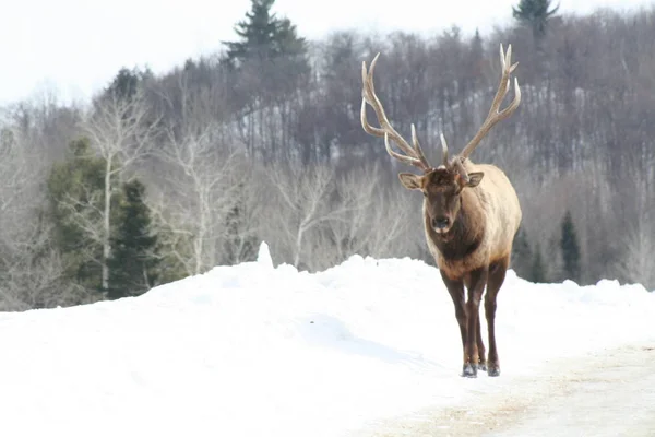 Geyik Quebec. Kanada, Kuzey Amerika.
