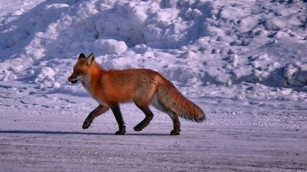 Fuchs in Quebec. Kanada, nordamerika. — Stockfoto