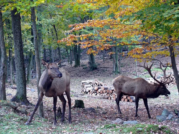 ケベック州の鹿。カナダ、北米. — ストック写真