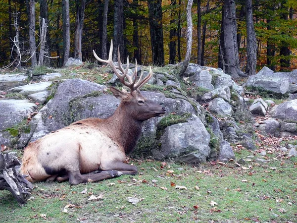 Geyik Quebec. Kanada, Kuzey Amerika.