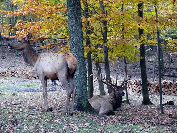 ケベック州の鹿。カナダ、北米. — ストック写真