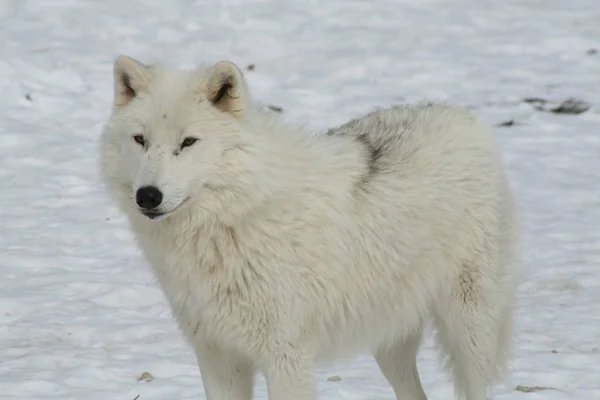 Lobo en Quebec. Canadá, América del Norte . —  Fotos de Stock