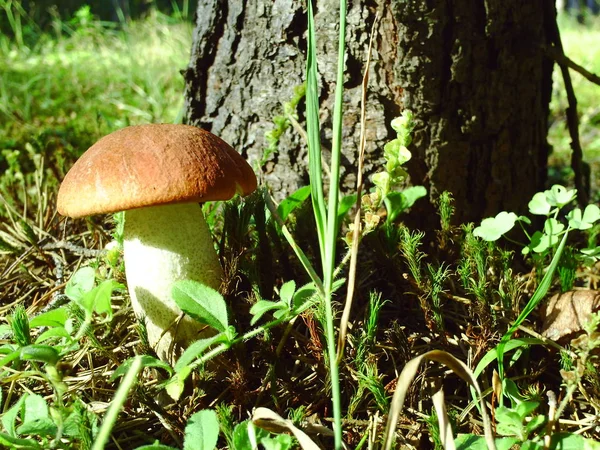 Borowik w Quebec. Kanada, Ameryka Północna. — Zdjęcie stockowe