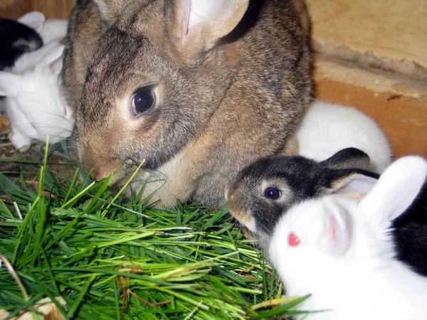 Tavşan Quebec. Kanada, Kuzey Amerika.