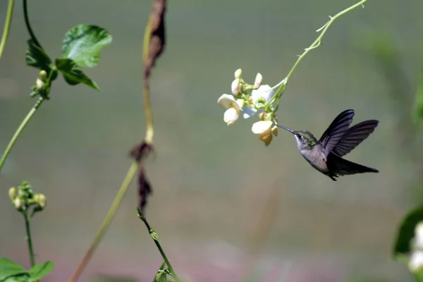 Kolibřík v Quebecu. Kanada, Severní Amerika. — Stock fotografie
