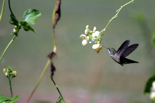 Um beija-flor em Quebec. Canadá, América do Norte . — Fotografia de Stock