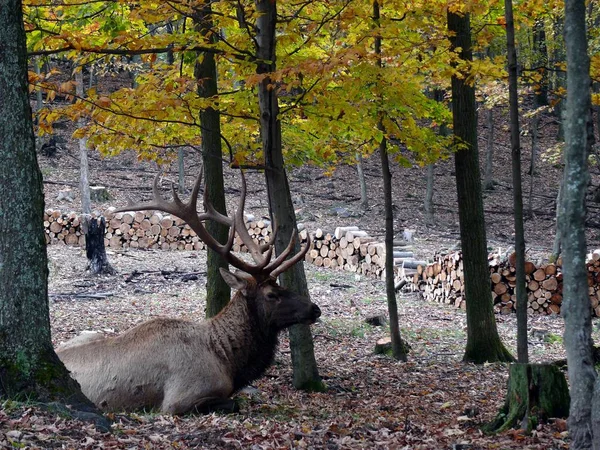 ケベック州の鹿。カナダ、北米. — ストック写真