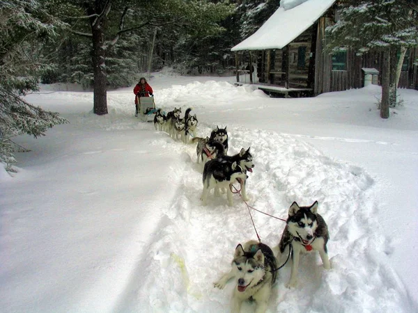 Dog in Quebec. Canada, north America.