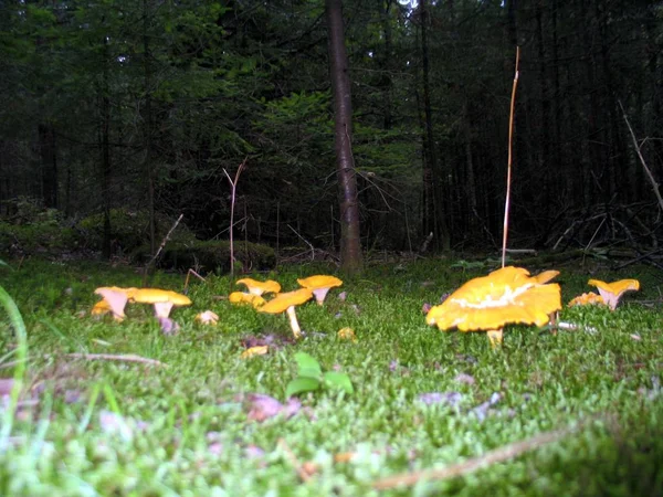 Chanterelle w Quebec. Kanada, Ameryka Północna. — Zdjęcie stockowe