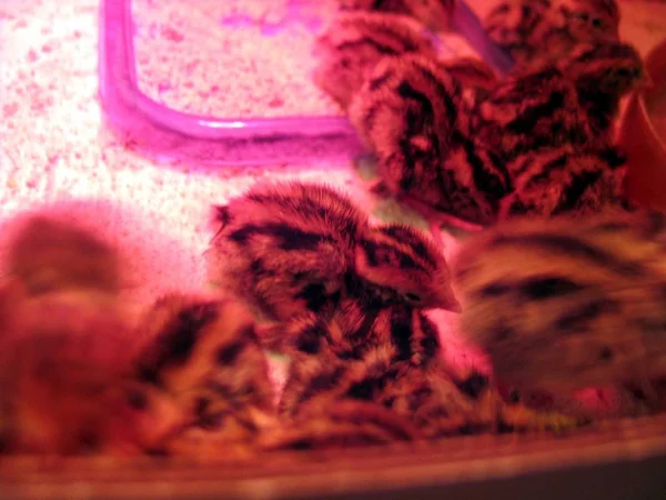 Coturnix Quebec. Kanada, Kuzey Amerika.
