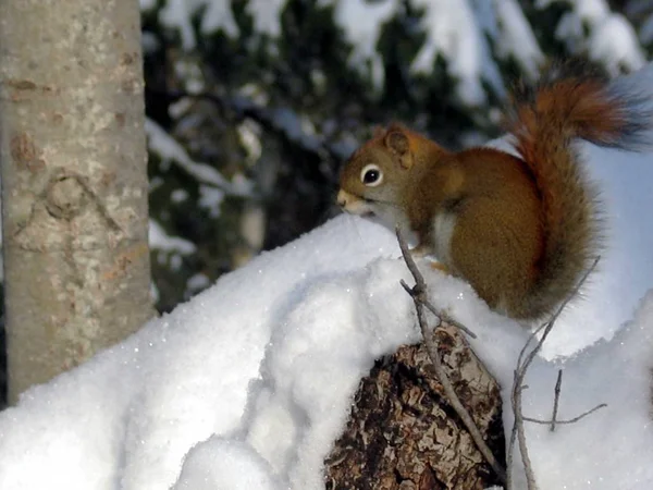 Eichhörnchen in Quebec. Kanada, nordamerika. — Stockfoto