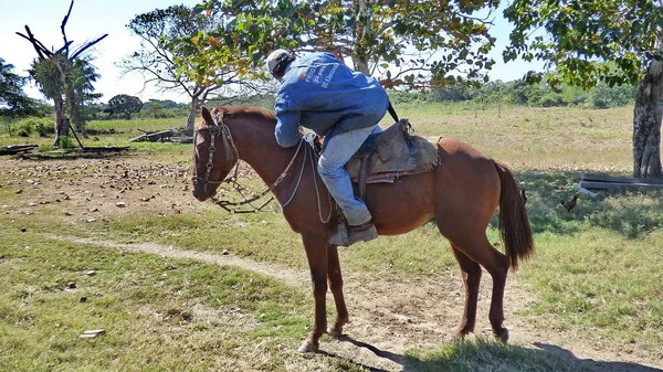 Estancia 'da at. Bolivya, Güney Amerika.