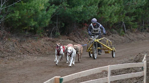 Köpek Quebec. Kanada, Kuzey Amerika.