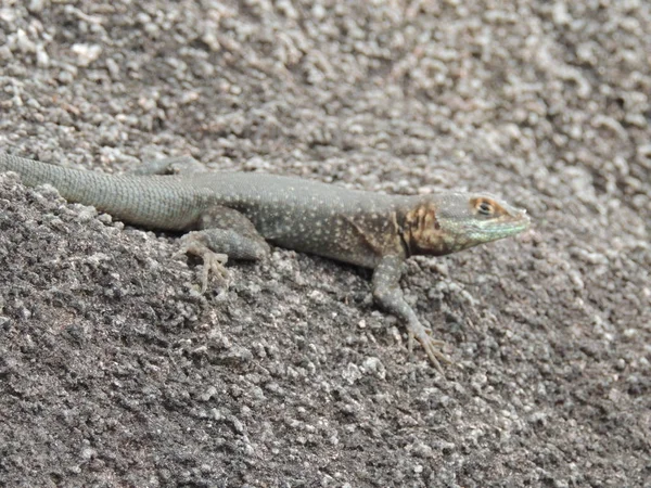 Rock Bolivya, Güney Amerika.