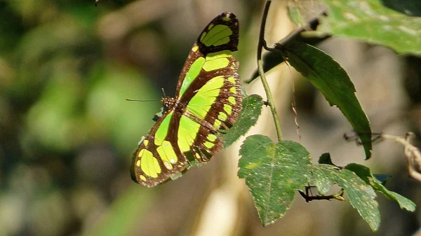 Insect in Bolivia, Zuid-Amerika. — Stockfoto