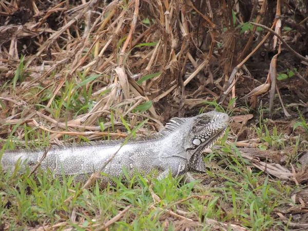 Reptil Bolivya, Güney Amerika.