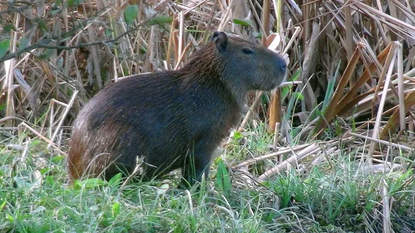 Capibara en Bolivia, América del Sur . — Foto de Stock