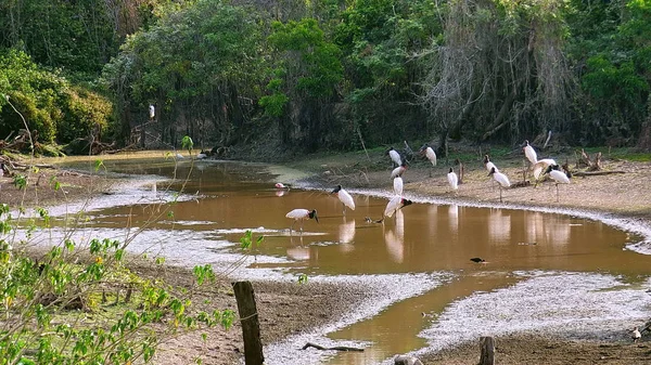 Jabiru Bolivya, Güney Amerika.