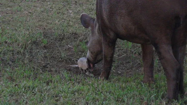 Tapirus en Bolivia, América del Sur . —  Fotos de Stock