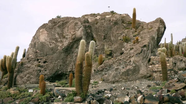 Cactus en Uyuni. Bolivia, América del Sur . —  Fotos de Stock
