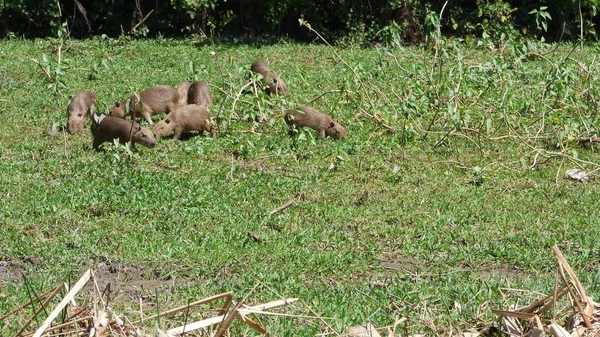 Capibara Bolivya, Güney Amerika.
