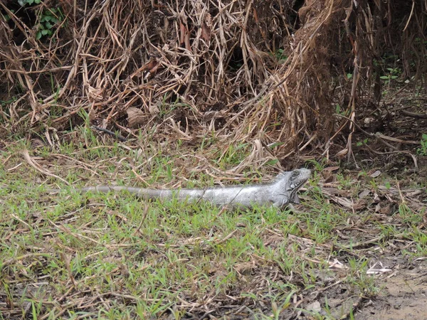 Reptil Bolivya, Güney Amerika.